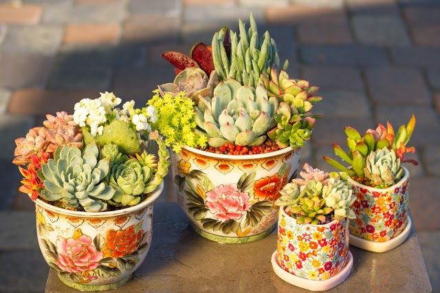 California Cactus Center